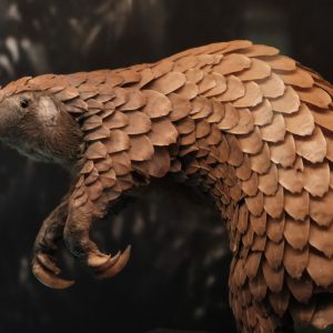 Pangolín
