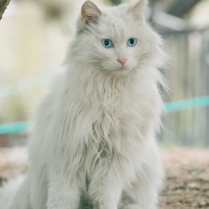 Gato angora